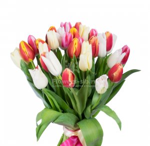 Bouquet of 31 tulips
